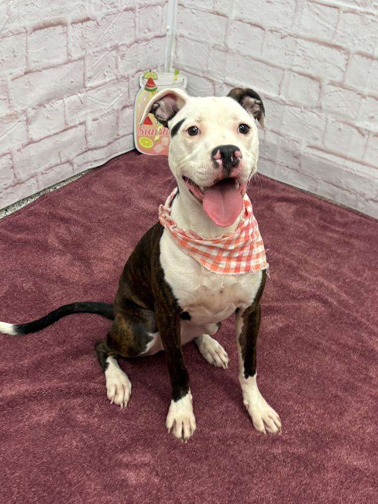 Enlarge Basan, a Adoptable mixed breed in Detroit, MI image 5/6