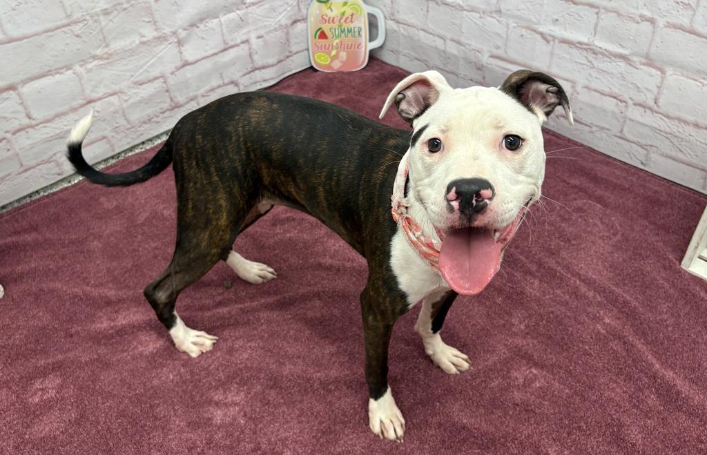 Enlarge Basan, a Adoptable mixed breed in Detroit, MI image 6/6