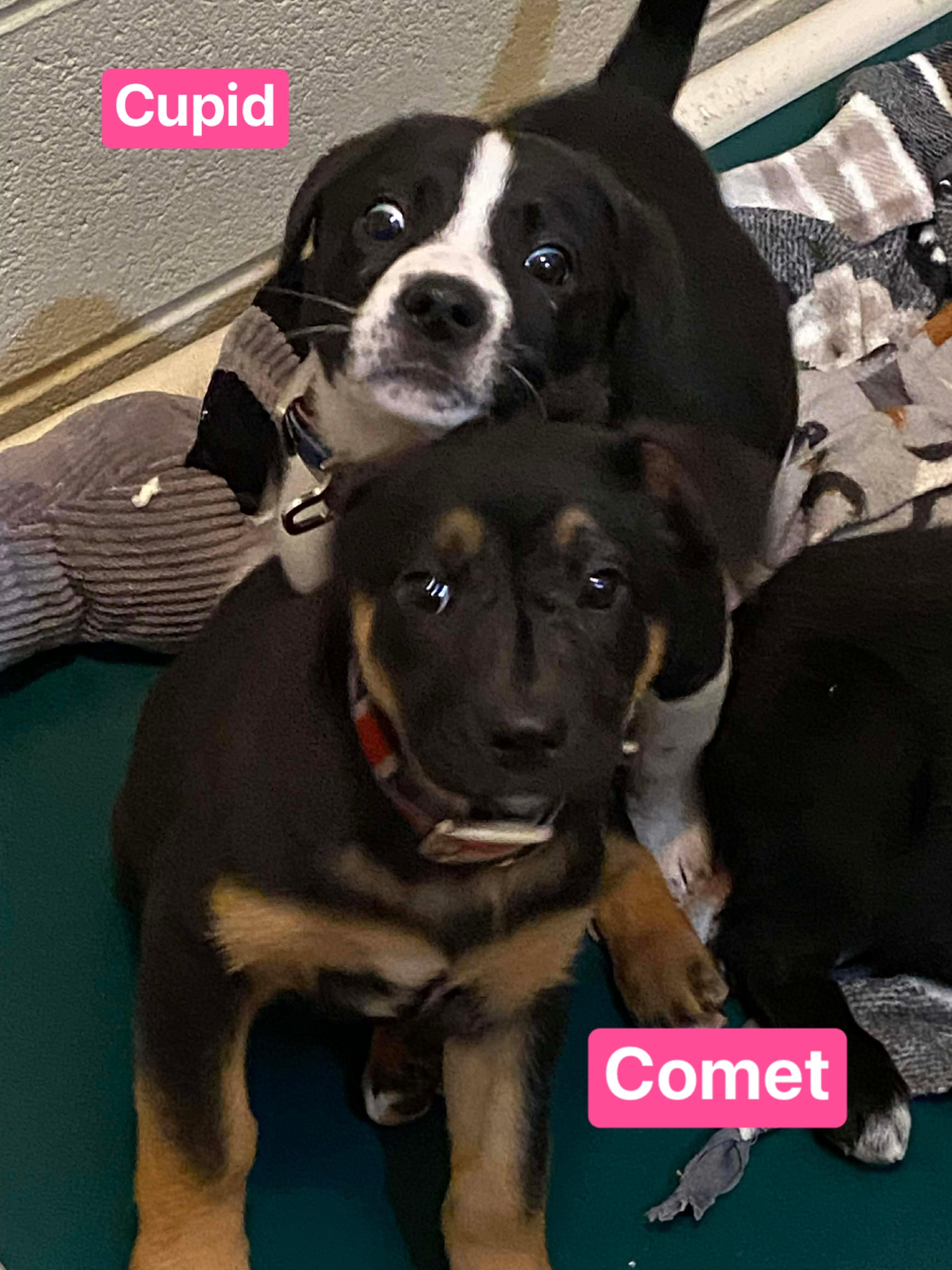 Enlarge Comet (7wk PUPPY), an adopted mixed breed in Greeneville, TN image 3/4