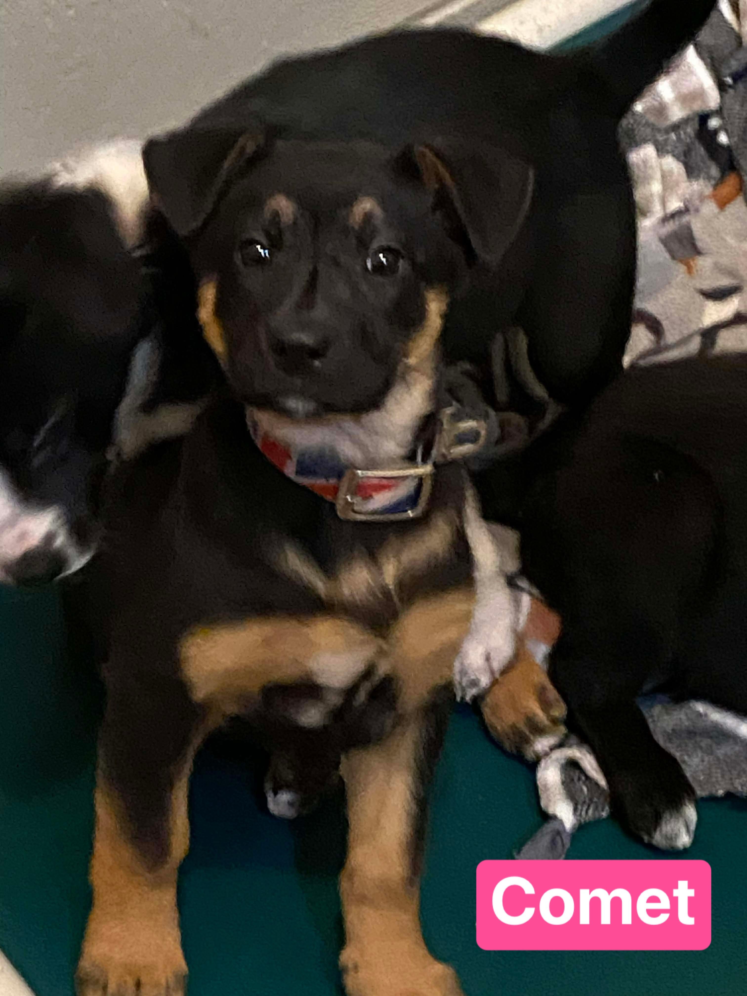 Enlarge Comet (7wk PUPPY), an adopted mixed breed in Greeneville, TN image 1/4