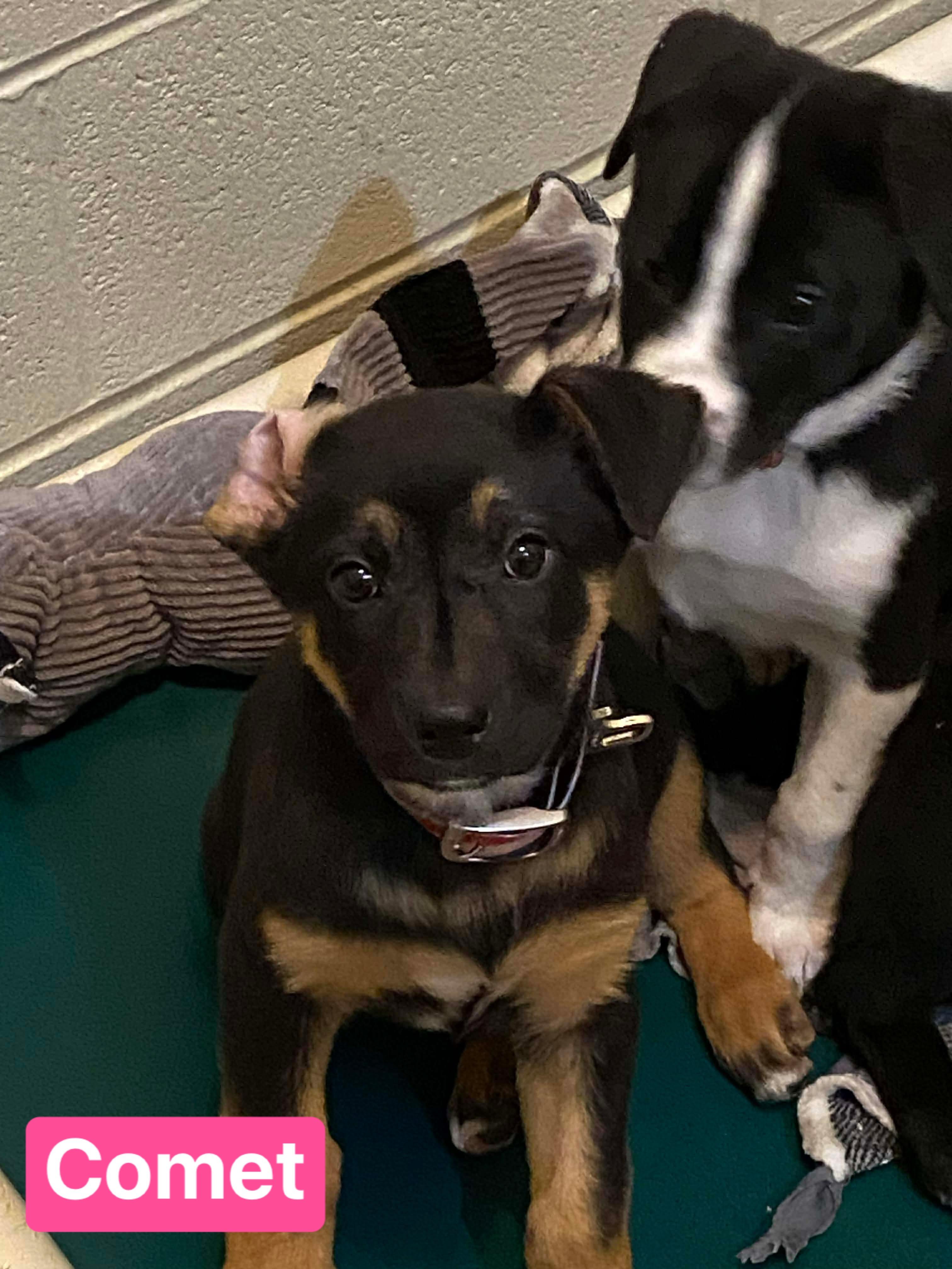 Enlarge Comet (7wk PUPPY), an adopted mixed breed in Greeneville, TN image 4/4