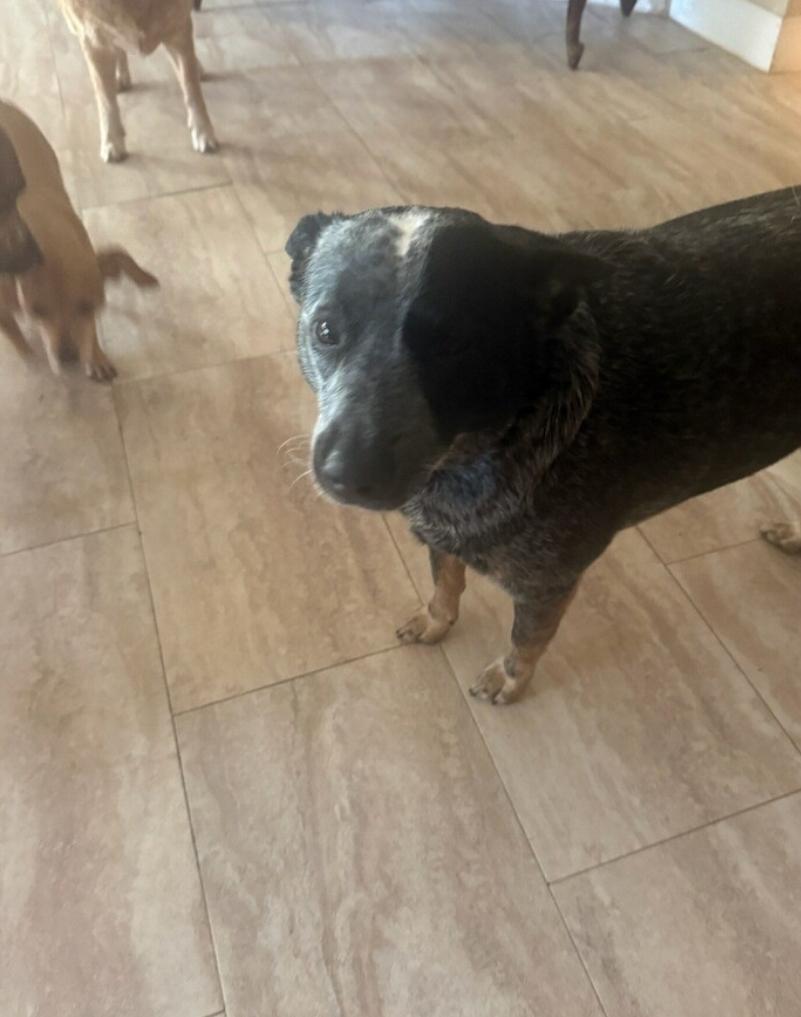 Daisy, Adoptable, Adult Female Australian Cattle Dog / Blue Heeler.