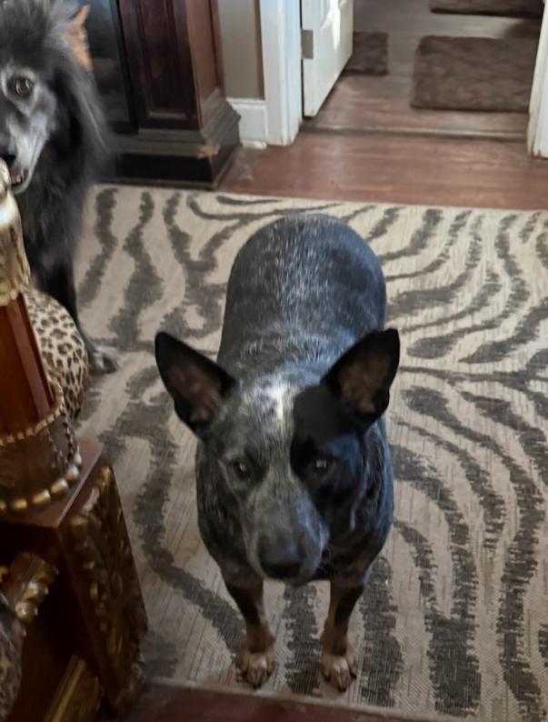 Enlarge Daisy, a Adoptable Australian Cattle Dog / Blue Heeler in Bradenton, FL image 2/4