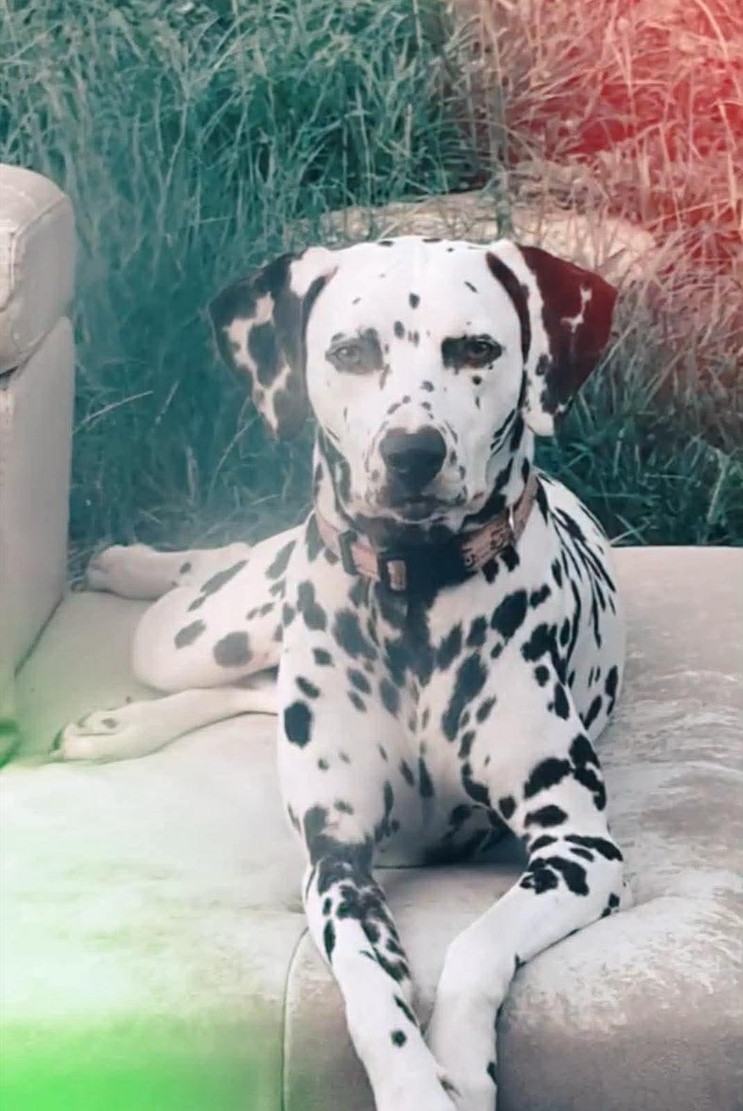 Enlarge Estrella, a Adoptable Dalmatian in Panama City, FL image 1/1