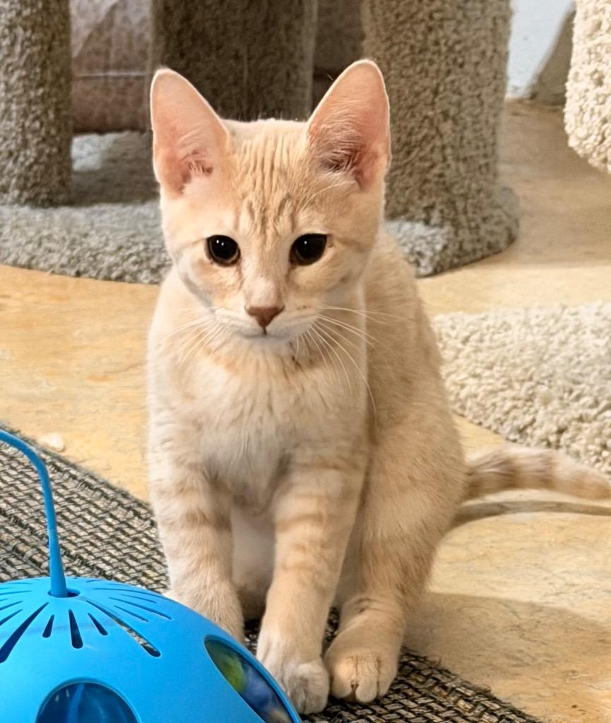 Enlarge Waffle, a Adoptable mixed breed in Newnan, GA image 1/2