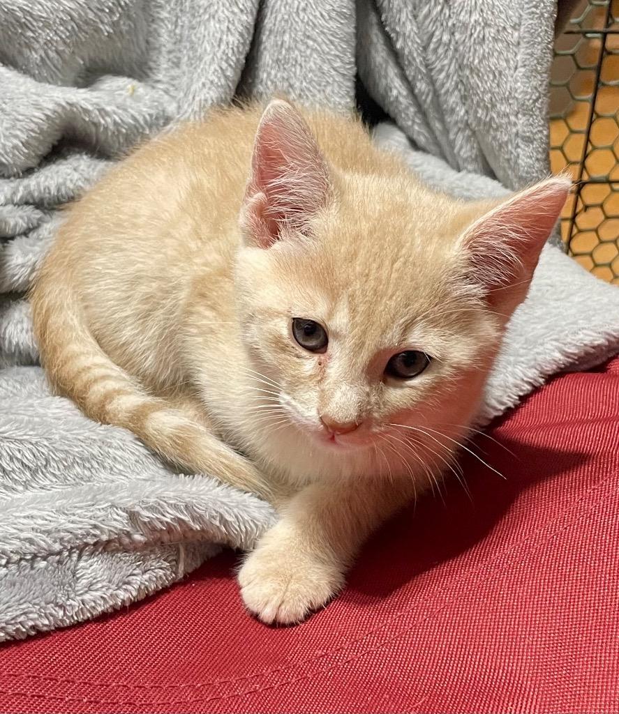 Enlarge Waffle, a Adoptable mixed breed in Newnan, GA image 2/2