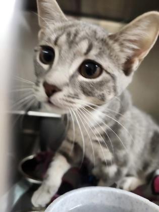 Thumper, Young Female Domestic Short Hair