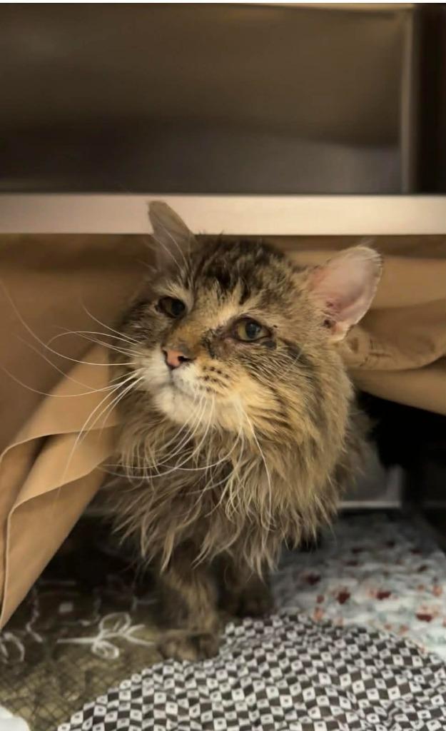 Old MacDonald - Working Cat, Adoptable, Senior Male Domestic Long Hair.