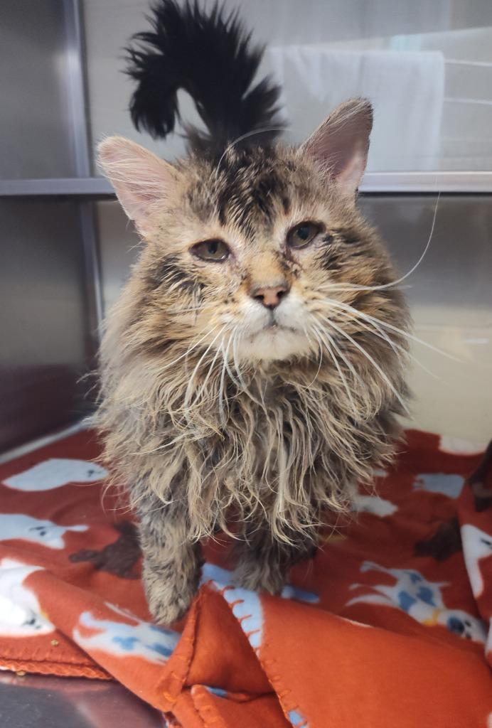 Enlarge Old MacDonald - Working Cat, a Adoptable mixed breed in Grand Forks, ND image 2/2