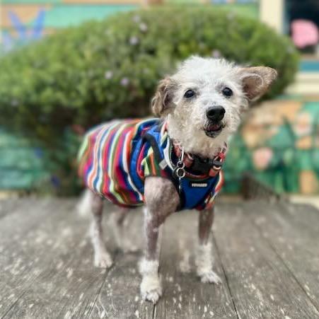 Neptune, Adoptable, Senior Male Poodle.