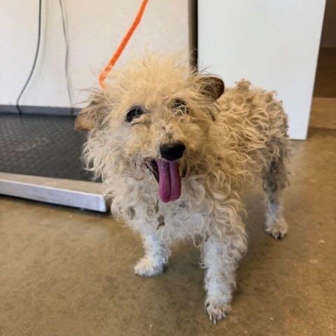 Neptune, a Adoptable Poodle in Pacific Grove, CA image 2/6