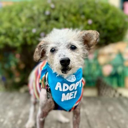 Neptune, a Adoptable Poodle in Pacific Grove, CA image 3/6