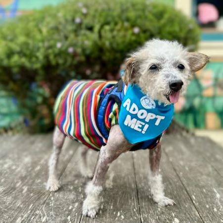 Neptune, a Adoptable Poodle in Pacific Grove, CA image 4/6