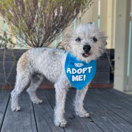 Neptune, a Adoptable Poodle in Pacific Grove, CA image 6/6