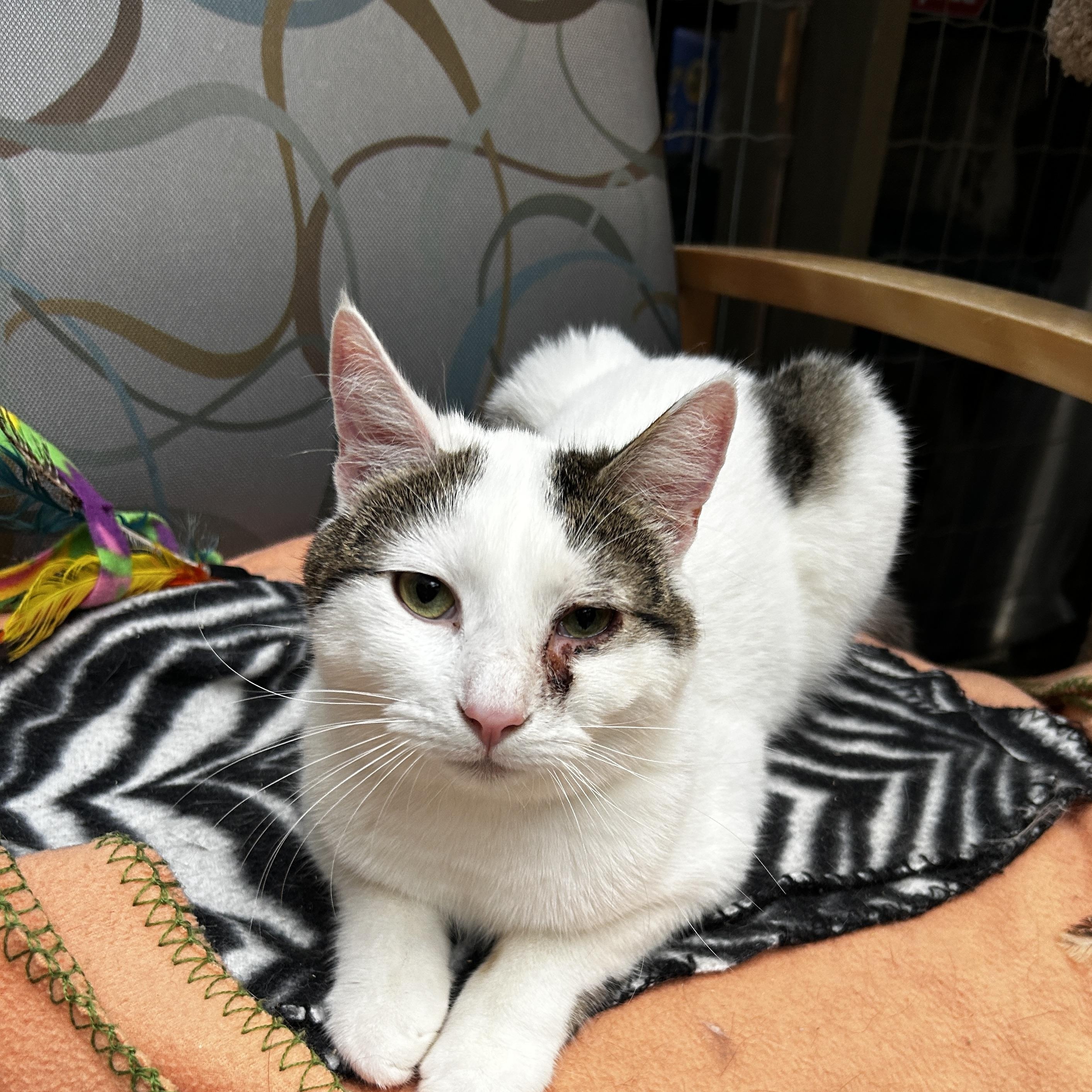Enlarge Lorenzo (Bonded with Vincenzo), a Adoptable Tabby in Maple Ridge, BC image 4/6