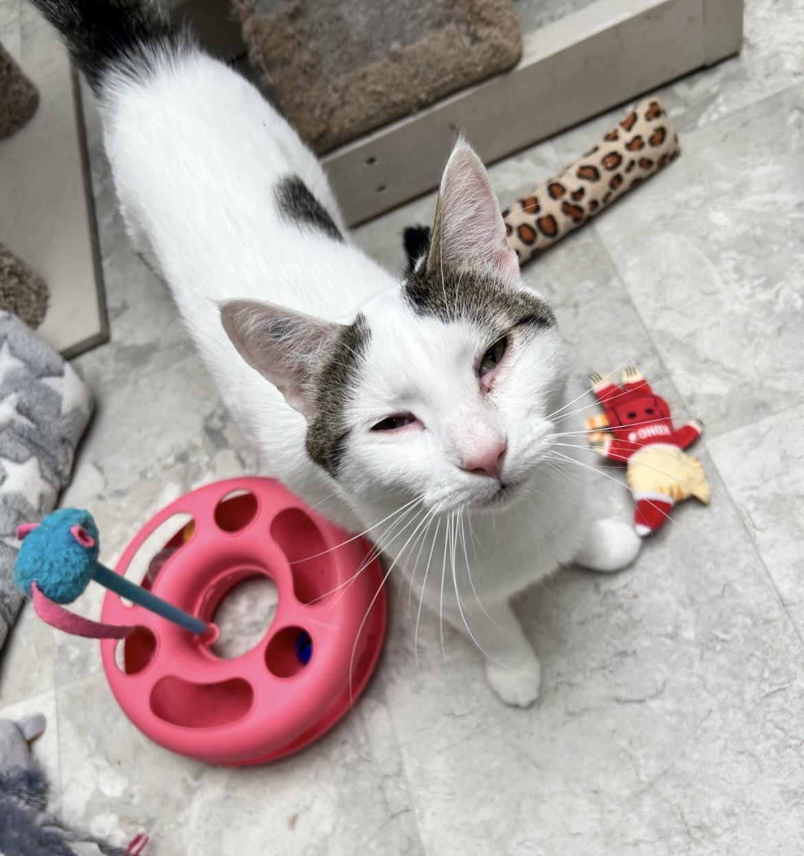 Enlarge Lorenzo (Bonded with Vincenzo), a Adoptable Tabby in Maple Ridge, BC image 3/6