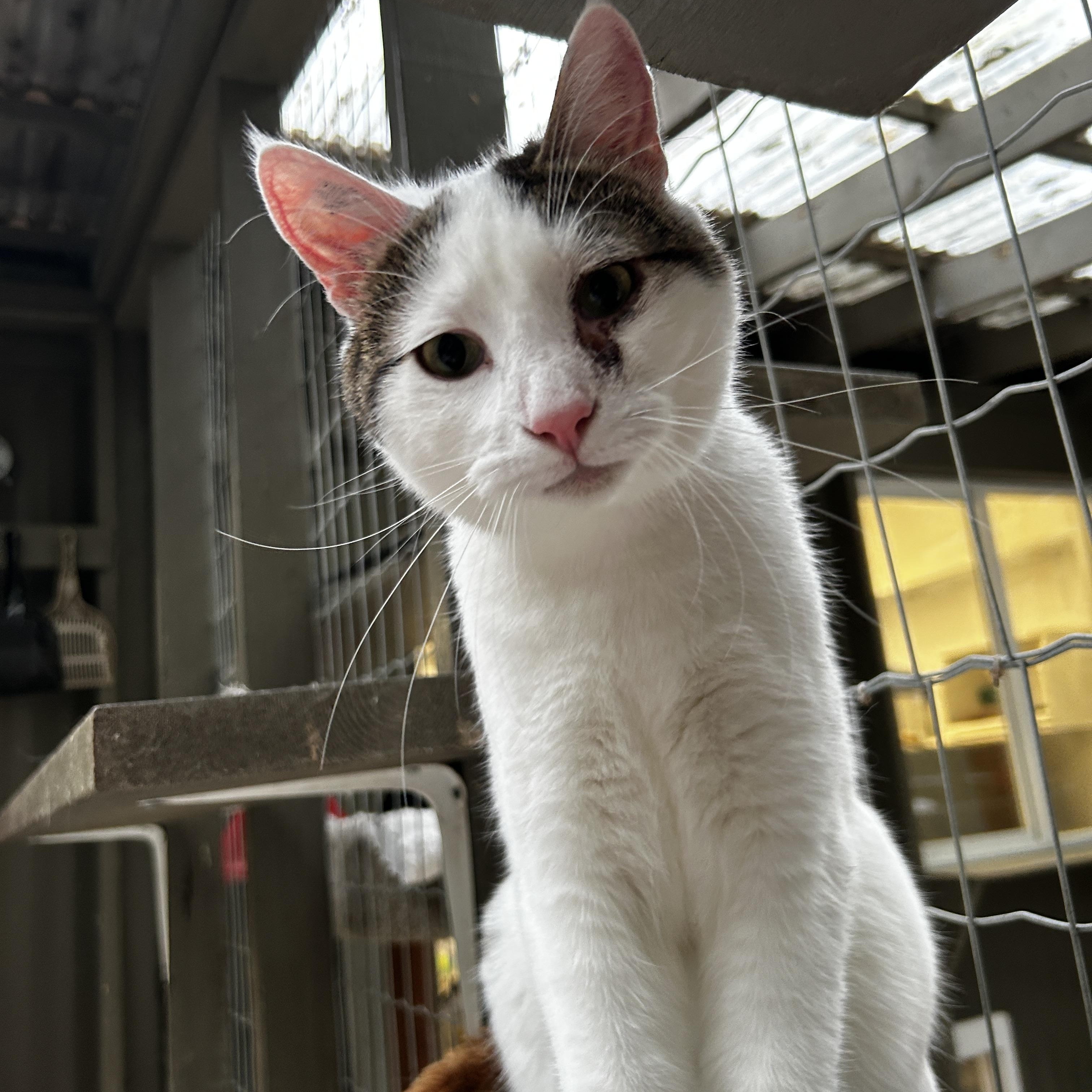 Enlarge Lorenzo (Bonded with Vincenzo), a Adoptable Tabby in Maple Ridge, BC image 5/6