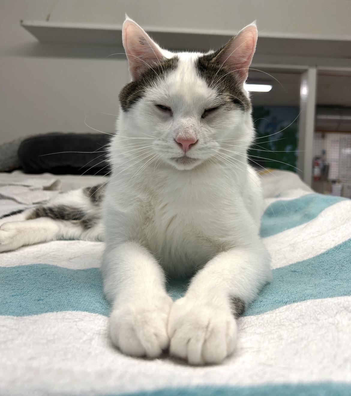 Enlarge Lorenzo (Bonded with Vincenzo), a Adoptable Tabby in Maple Ridge, BC image 2/6