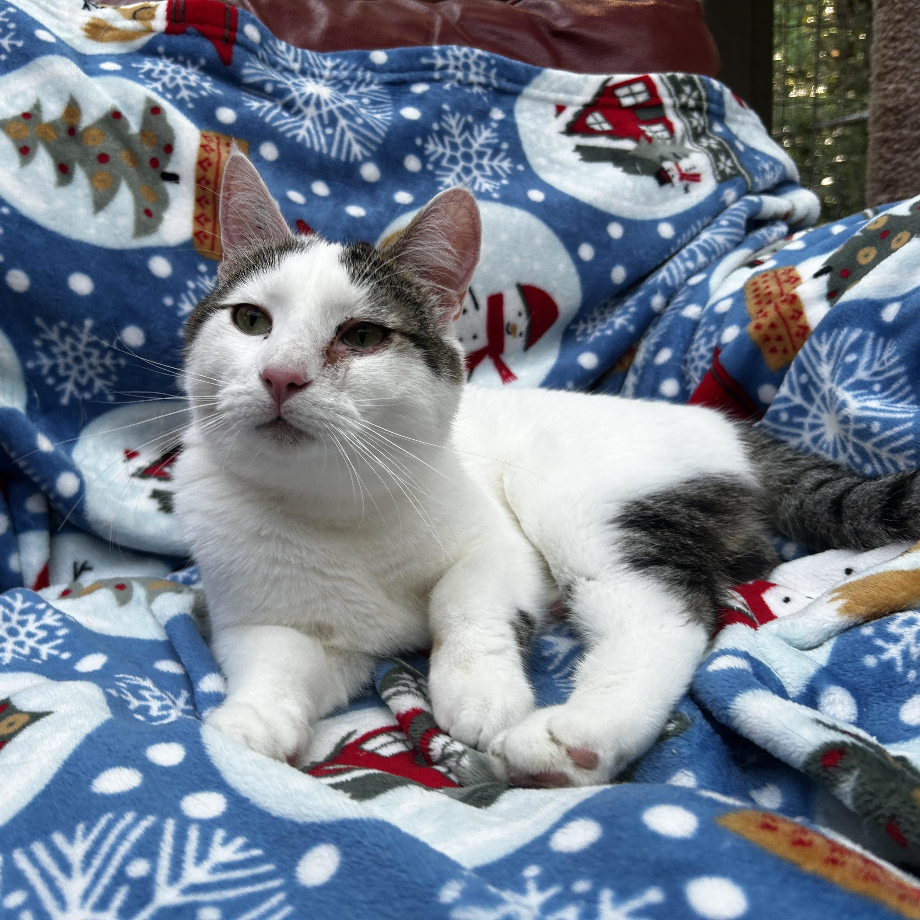 Lorenzo (Bonded with Vincenzo), Adoptable, Young Male Tabby.