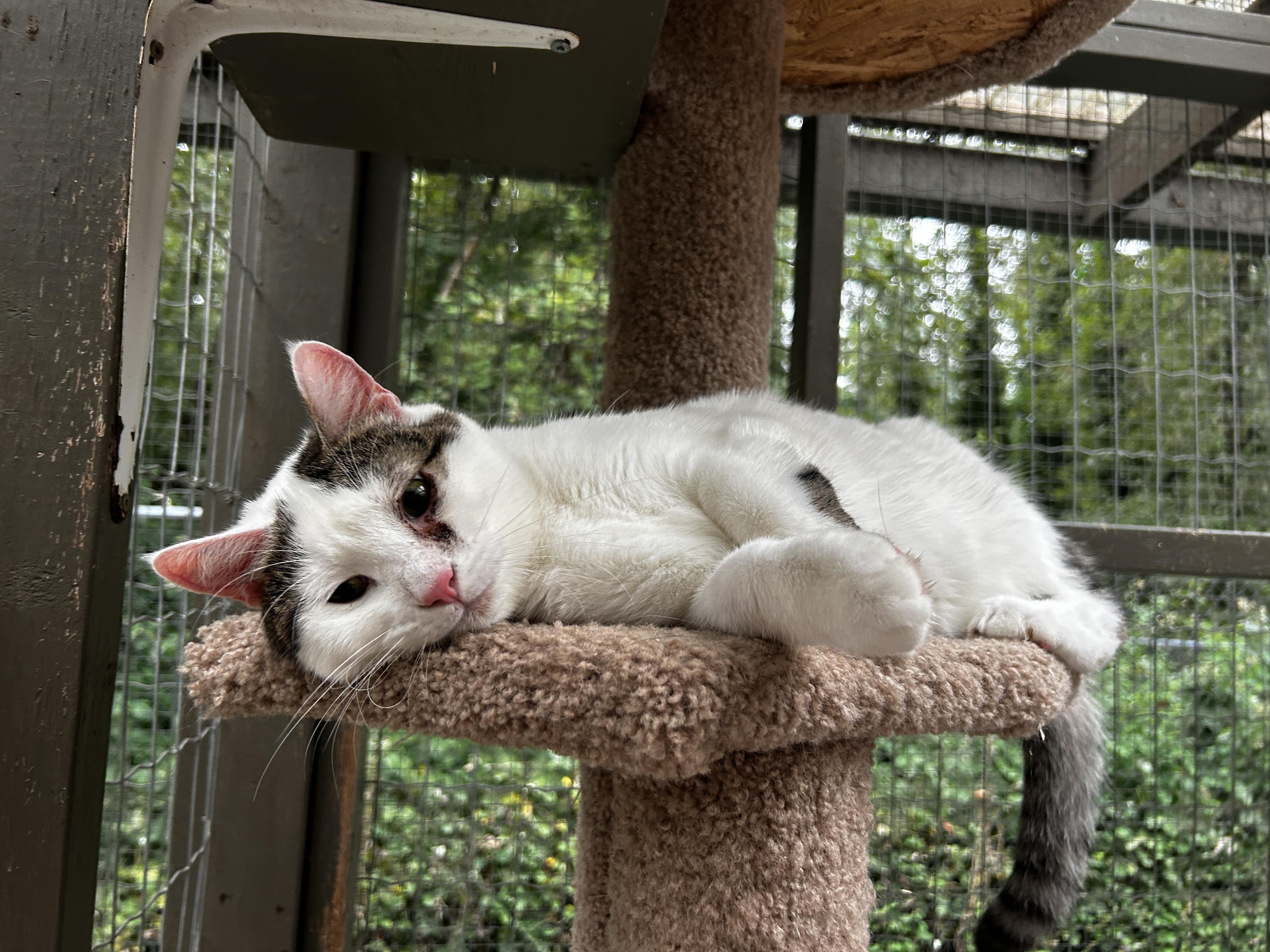 Enlarge Lorenzo (Bonded with Vincenzo), a Adoptable Tabby in Maple Ridge, BC image 6/6