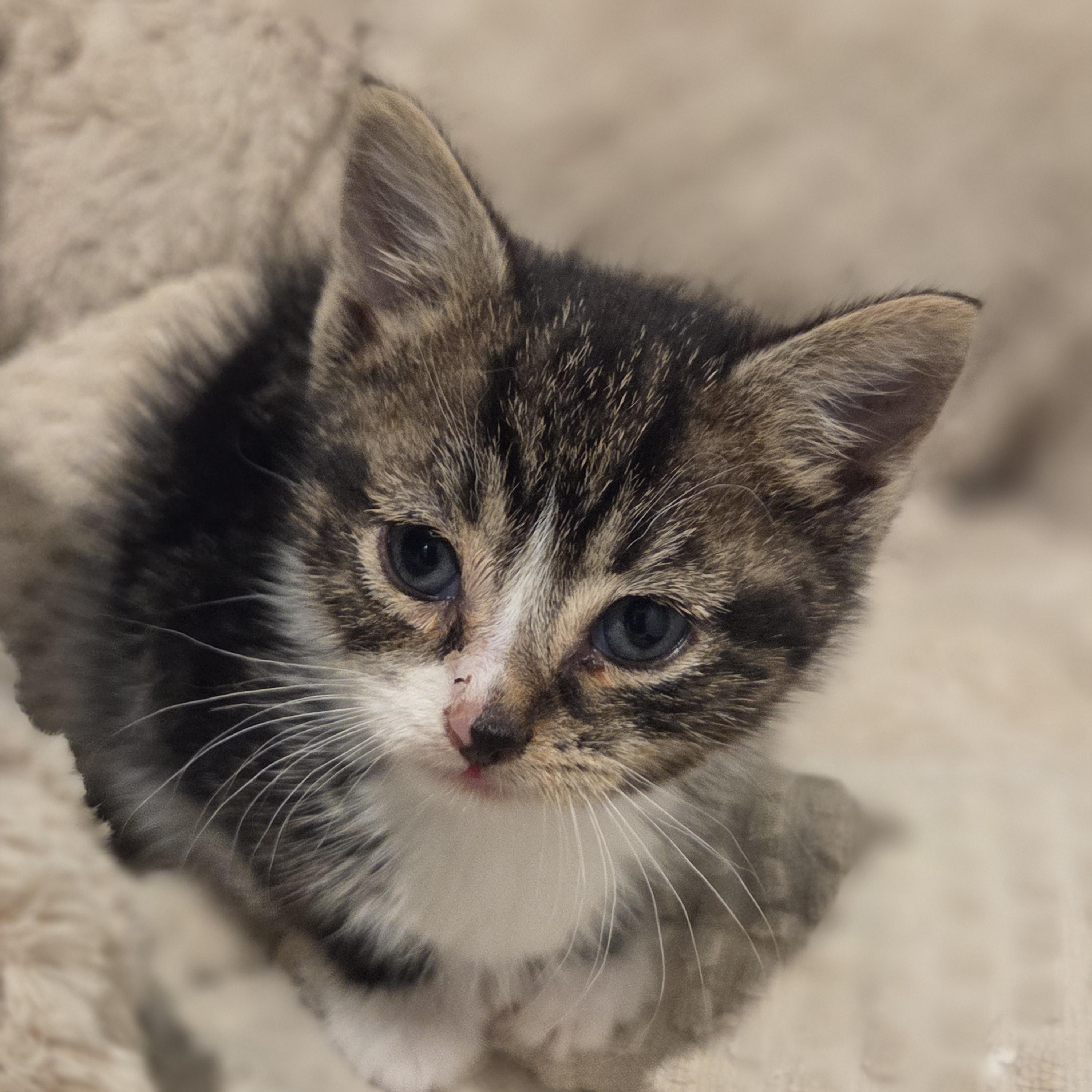 Prime Minister, adoptable, Kitten Male Tabby.