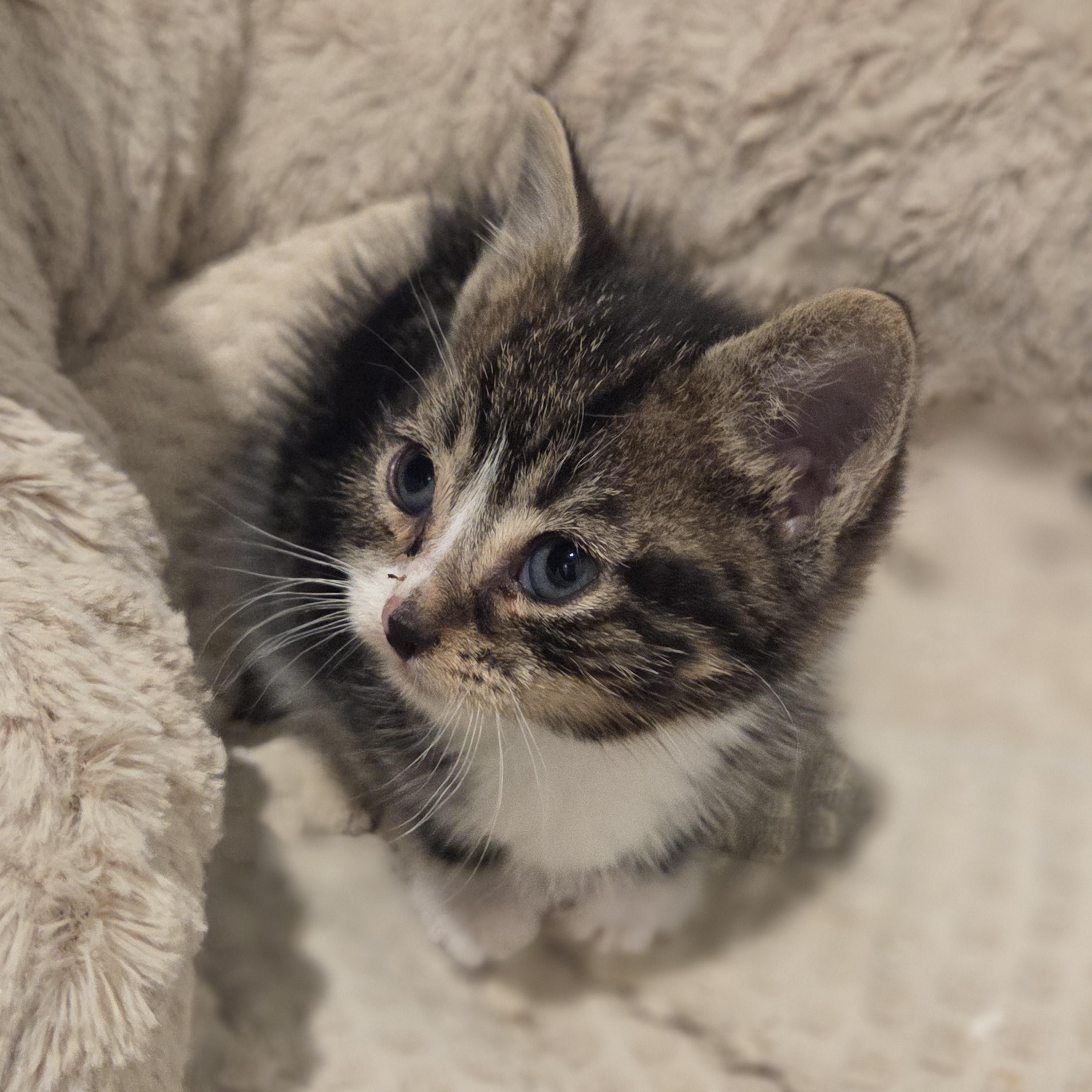 Enlarge Prime Minister, an adoptable Tabby in Bayonne, NJ image 2/2