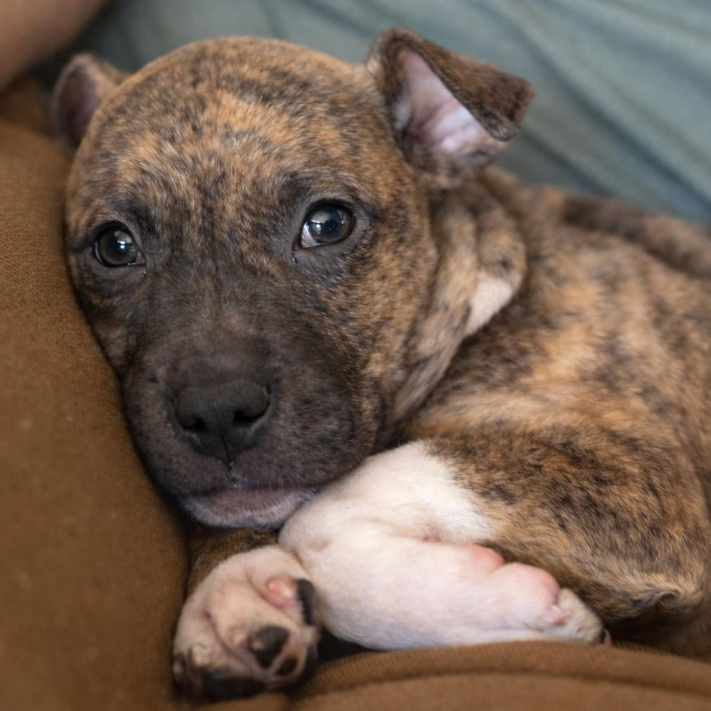 Enlarge Luna, a Adoptable Terrier in La Grange, KY image 2/4