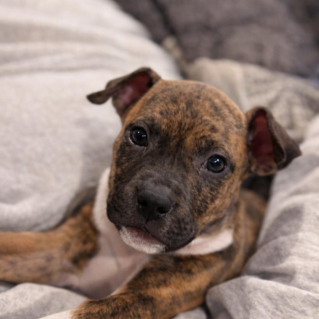 Enlarge Luna, a Adoptable Terrier in La Grange, KY image 3/4