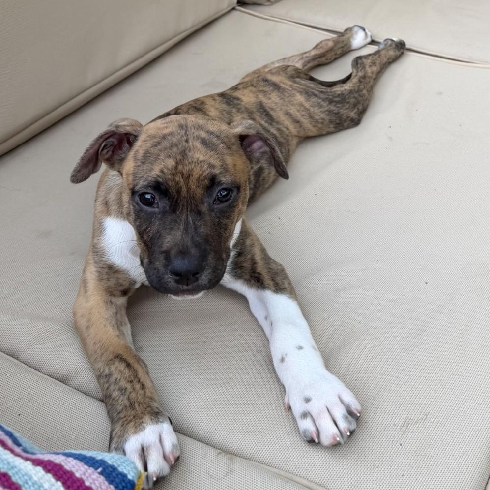 Enlarge Luna, a Adoptable Terrier in La Grange, KY image 6/6