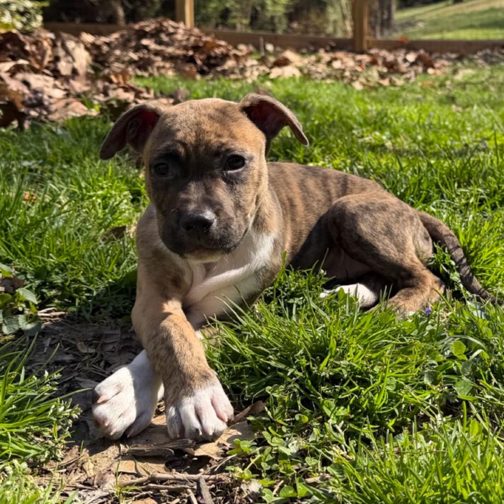 Enlarge Luna, a Adoptable Terrier in La Grange, KY image 2/6