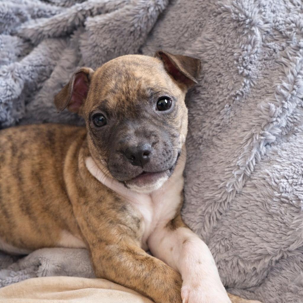 Enlarge Luna, a Adoptable Terrier in La Grange, KY image 4/4