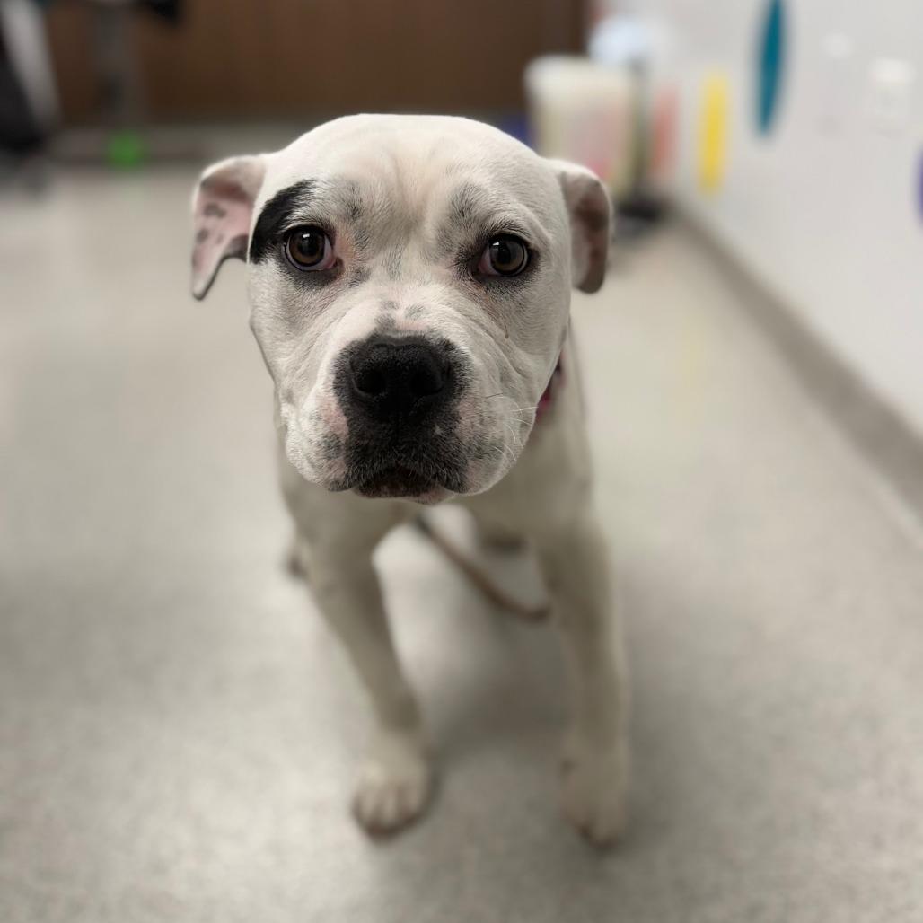 Enlarge Moxi, a Adoptable Mixed Breed in Naperville, IL image 1/1