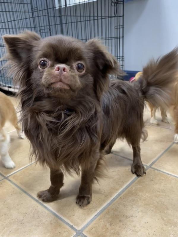 Gouda, Adoptable, Young Male Pekingese & Chihuahua.