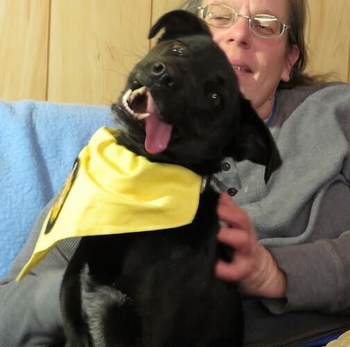 Enlarge Lucy, a Adoptable Labrador Retriever in Clinton, ME image 2/6