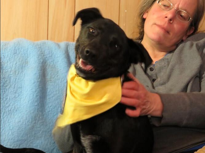 Enlarge Lucy, a Adoptable Labrador Retriever in Clinton, ME image 4/6