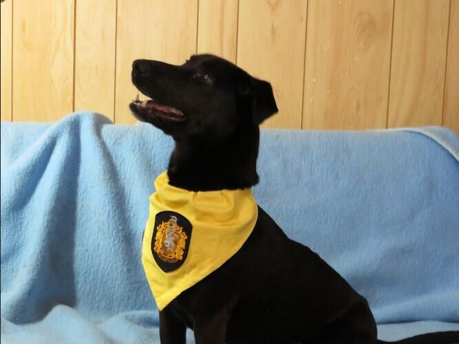 Enlarge Lucy, a Adoptable Labrador Retriever in Clinton, ME image 6/6