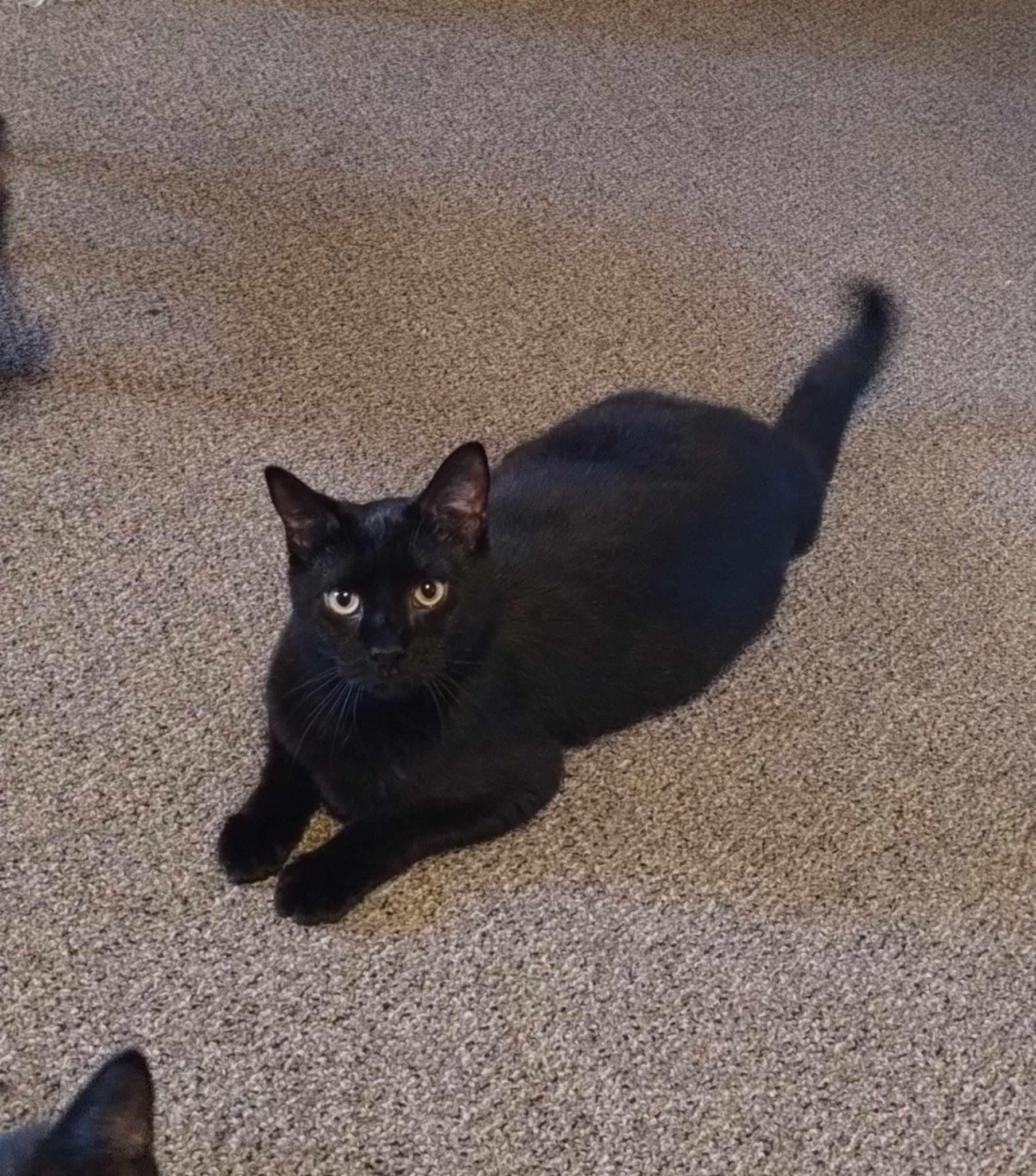 Dyna & Evo- BONDED PAIR, Adoptable, Adult Female Domestic Short Hair.