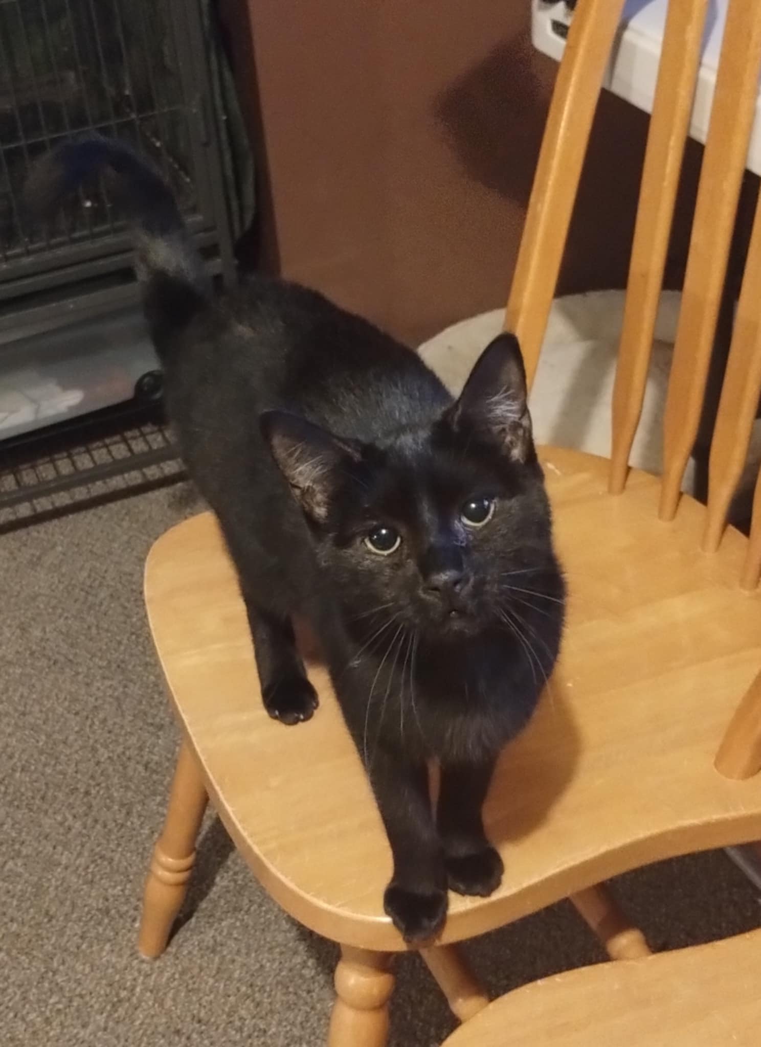 Dyna & Evo- BONDED PAIR, a Adoptable Domestic Short Hair in Woodstock, CT image 2/2