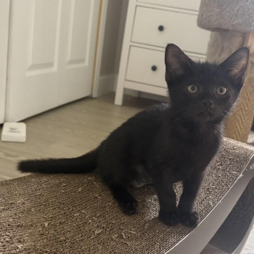 Mo, Adoptable, Kitten Female Domestic Short Hair.