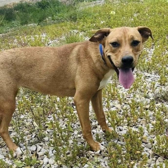 Zelda (20251101-04) — thumbnail 4