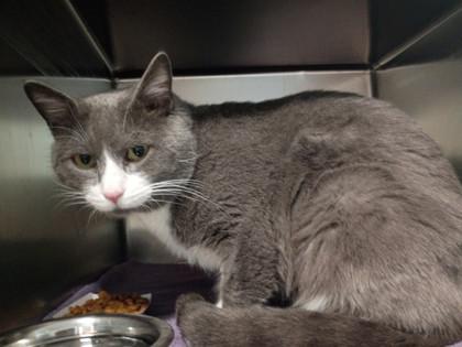 Cozy, Adoptable, Adult Male Domestic Short Hair & Domestic Short Hair.