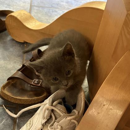 Tequila, Adoptable, Kitten Male Domestic Short Hair & Domestic Short Hair.