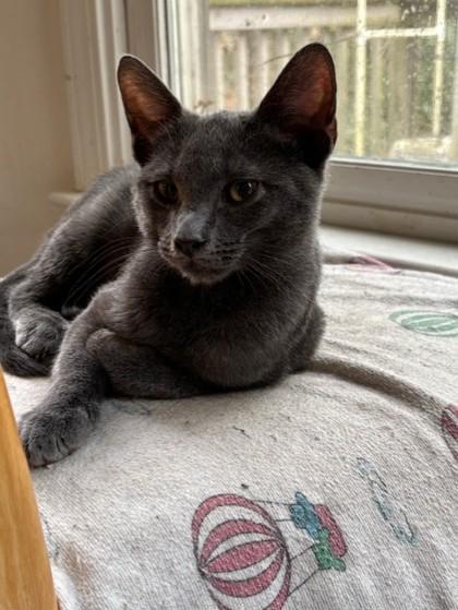 Enlarge Tequila, a Adoptable Domestic Short Hair in Lawrenceville, GA image 2/3