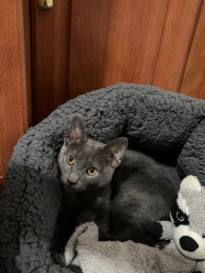 Enlarge Tequila, a Adoptable Domestic Short Hair in Lawrenceville, GA image 2/3