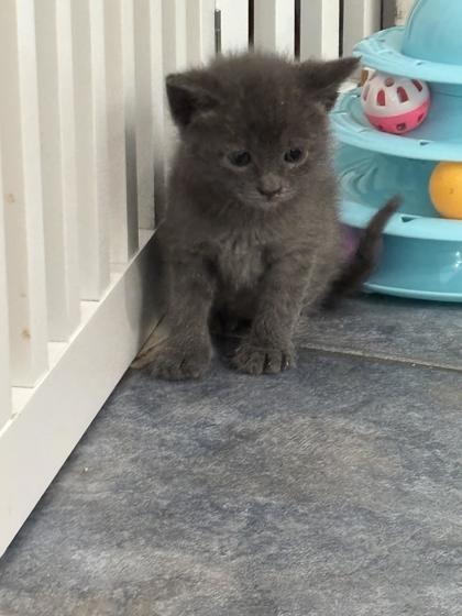 Enlarge Tequila, a Adoptable Domestic Short Hair in Lawrenceville, GA image 2/2