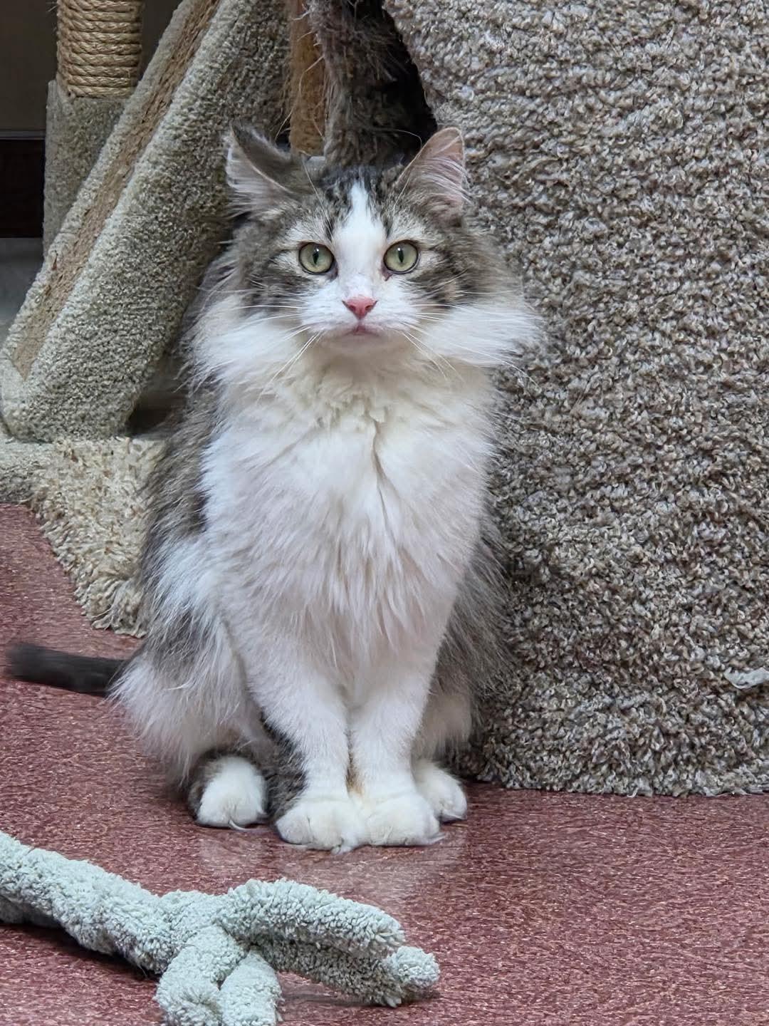 Enlarge Babs, a ADOPTABLE Domestic Medium Hair in Monticello, IL image 1/2