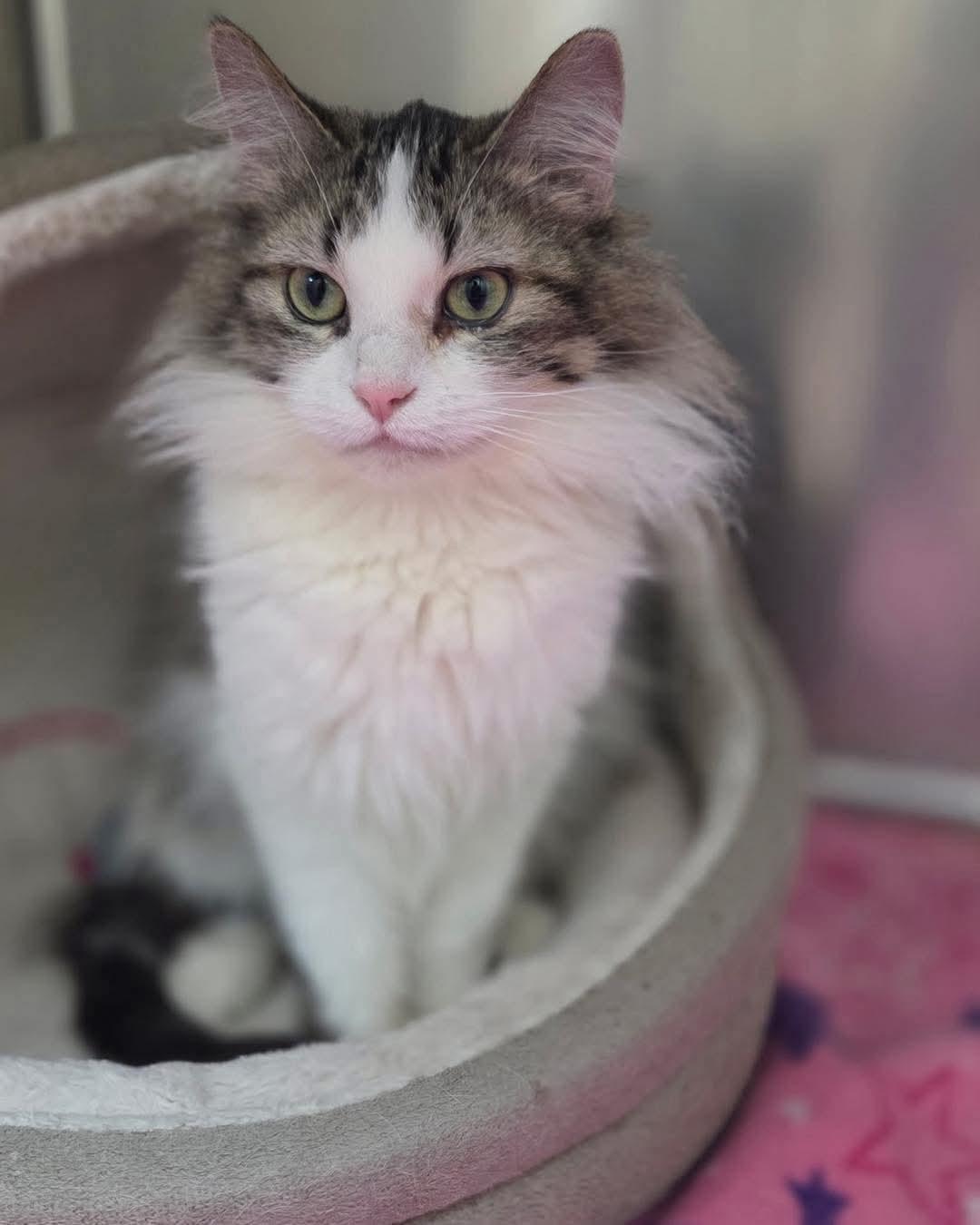 Enlarge Babs, a ADOPTABLE Domestic Medium Hair in Monticello, IL image 2/2