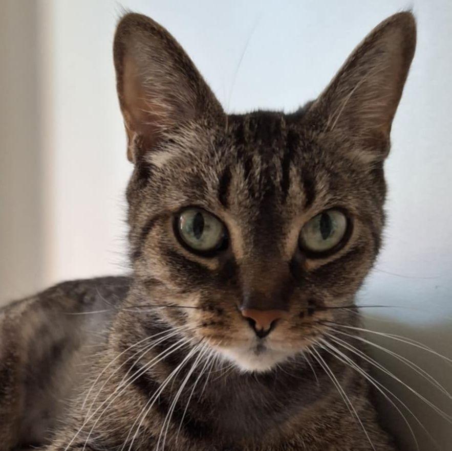 Octavia, a Adoptable mixed breed in Montréal, QC image 2/5