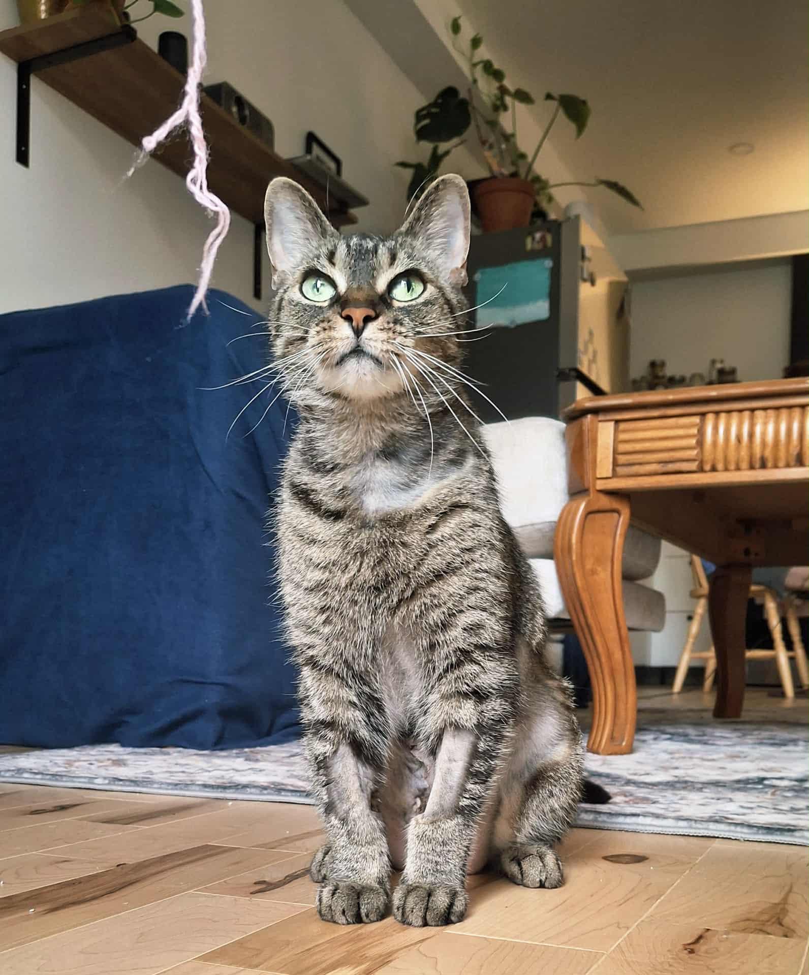 Octavia, Adoptable, Young Female Domestic Short Hair.