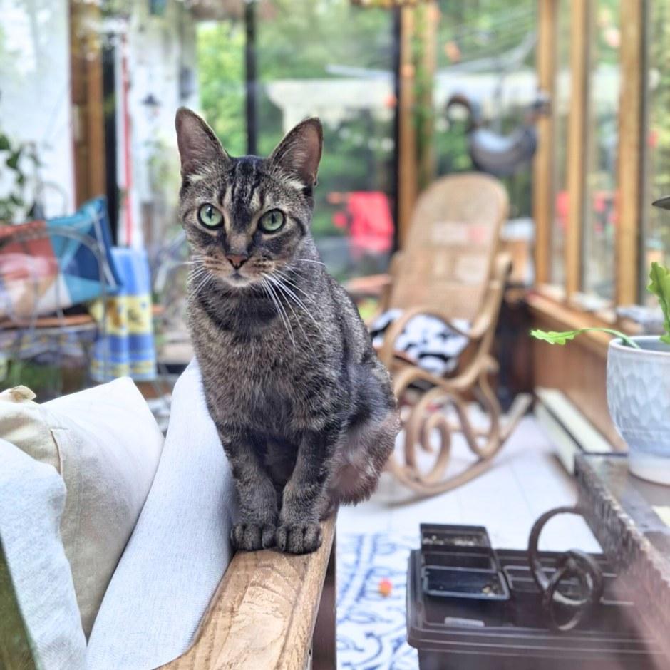 Octavia, a Adoptable mixed breed in Montréal, QC image 3/5